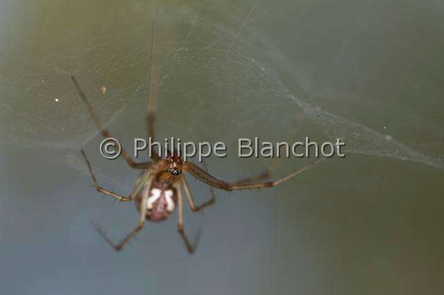Linyphiidae_0152 2.JPG - France, araignée à baldaquin (Linyphia triangularis), femelle, 6 mm, sous sa toile en hamac, Common hammock-weaver or European hammock spider
